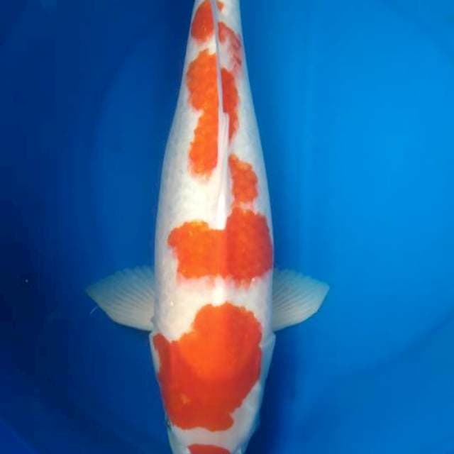 Sk kohaku f1