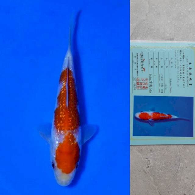 Matsue Ginrin Kohaku 16cm Certi