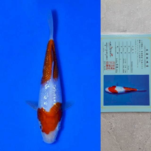 Matsue Ginrin Kohaku 18cm Certi