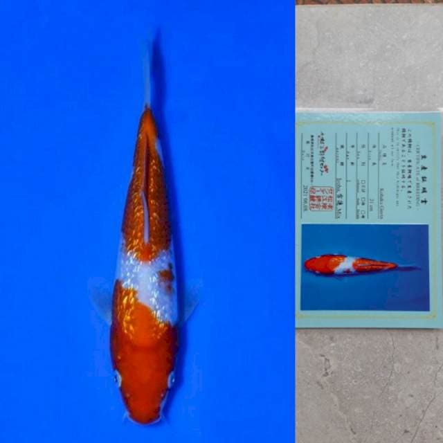 Matsue Ginrin Kohaku 21cm Certi