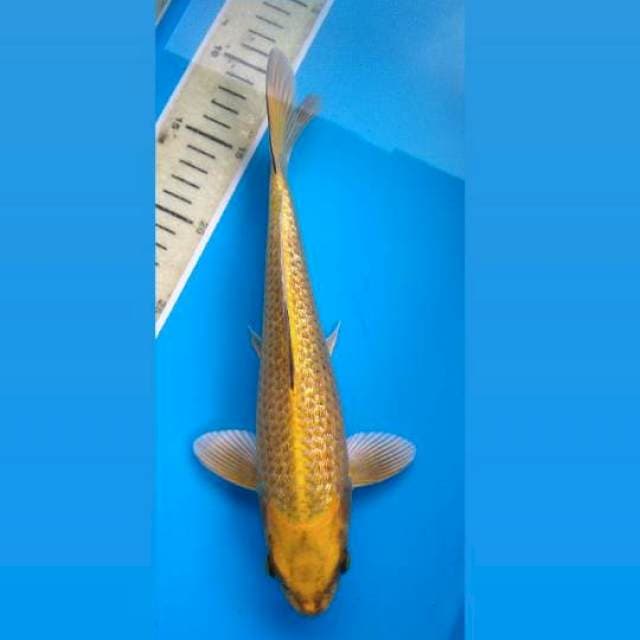 Golden Mukasi Ginrin 28Cm