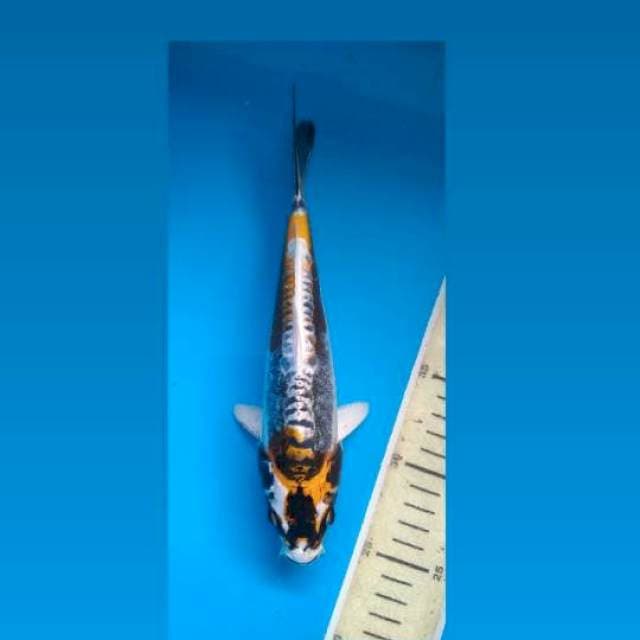 Kikokuryu 23Cm