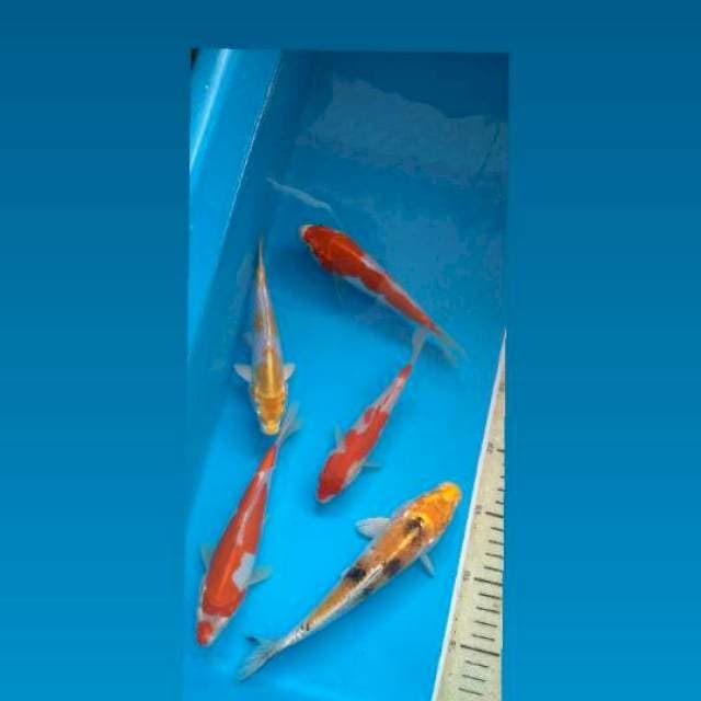 Mix 15Cm-20Cm