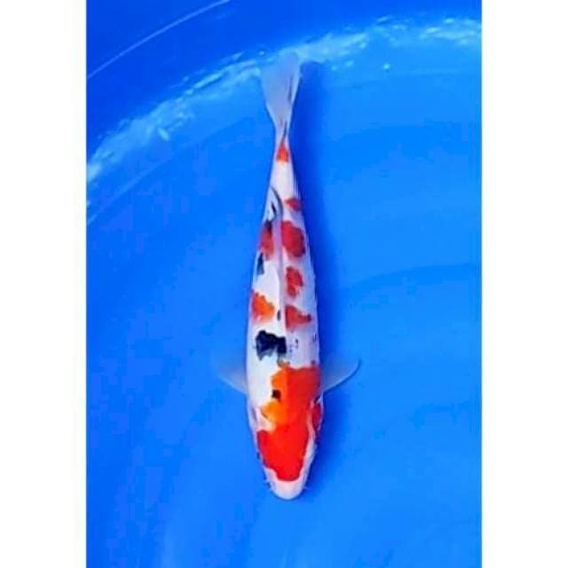 Sanke sakura patern original 26cm (F)