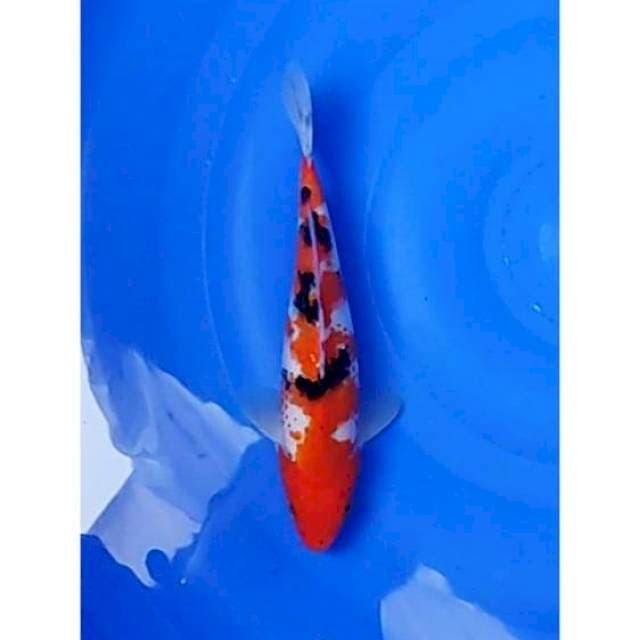 Sanke Strong Original 25cm (M)