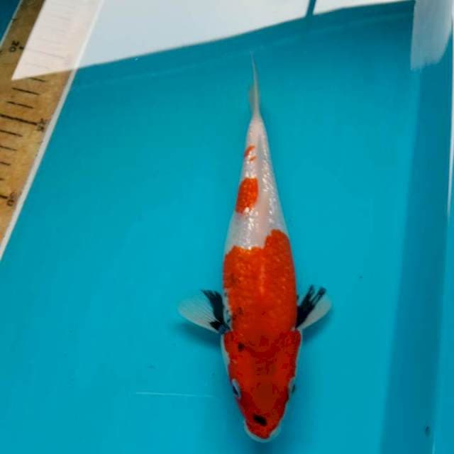 Showa gindrin 21cm