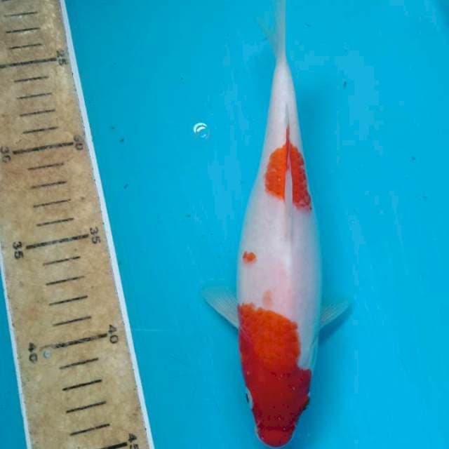 Kohaku 22cm