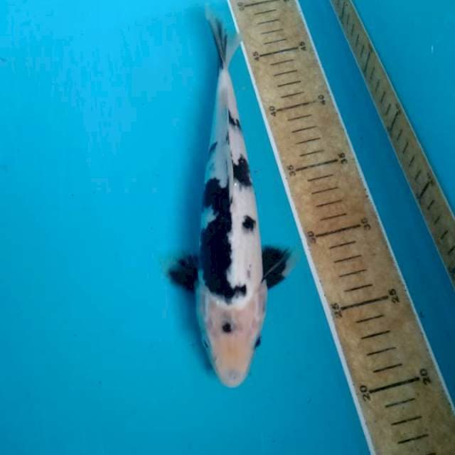 Shiro 26cm