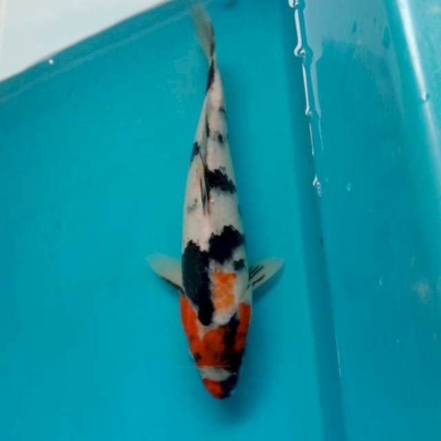 Showa 26cm
