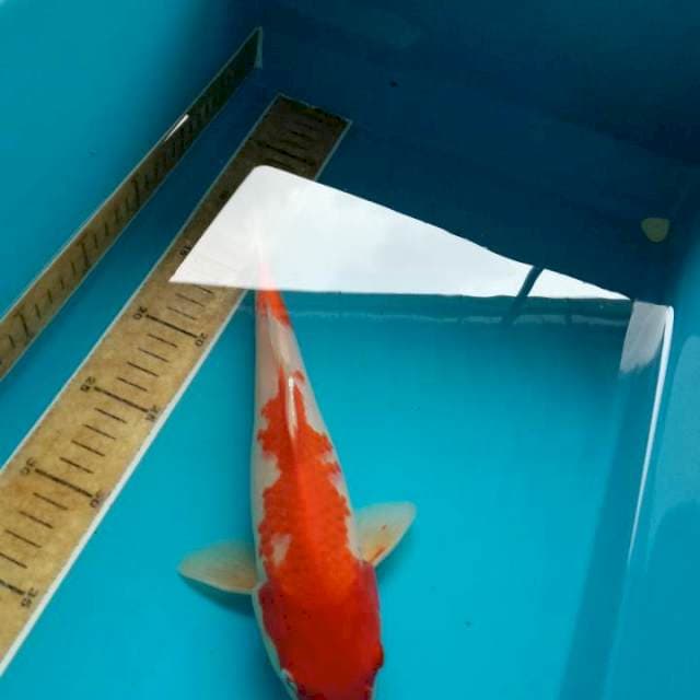 Kohaku 28cm