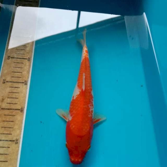 Kohaku 24cm