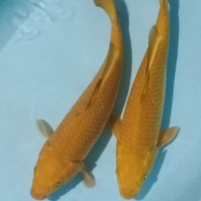 Chagoi