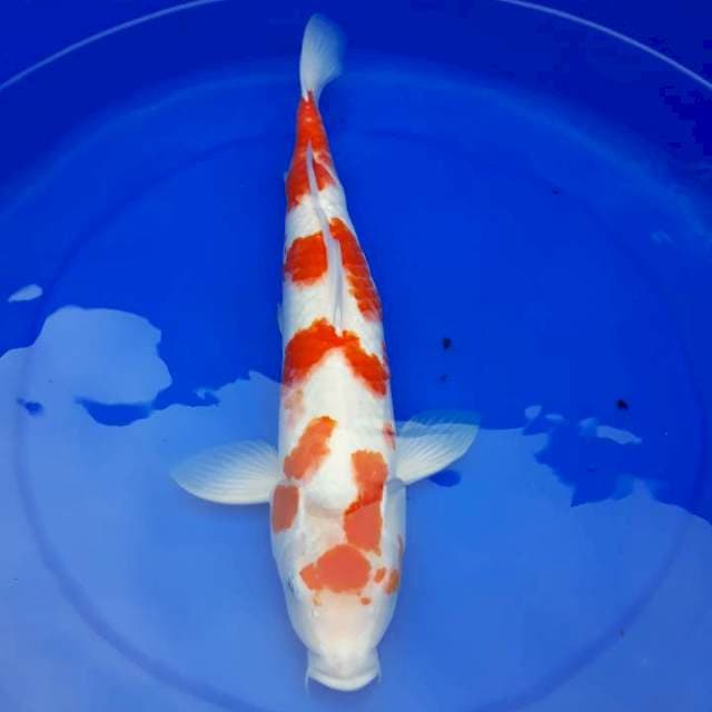 Showa male 40 cm
