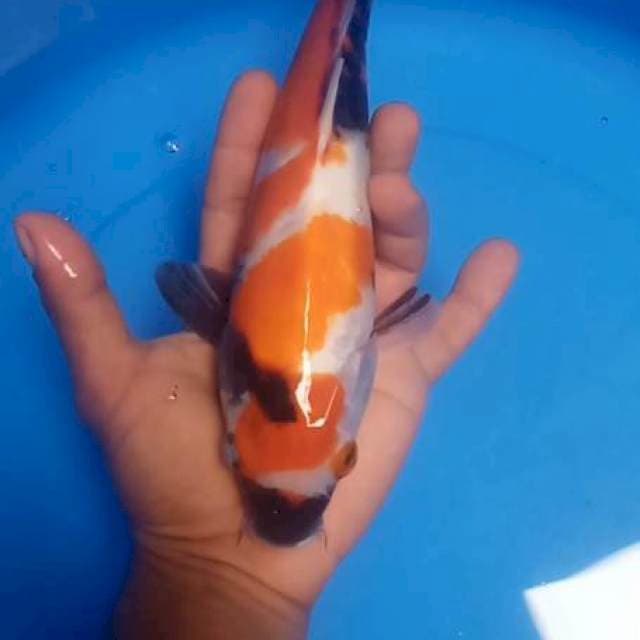 Showa 29 cm