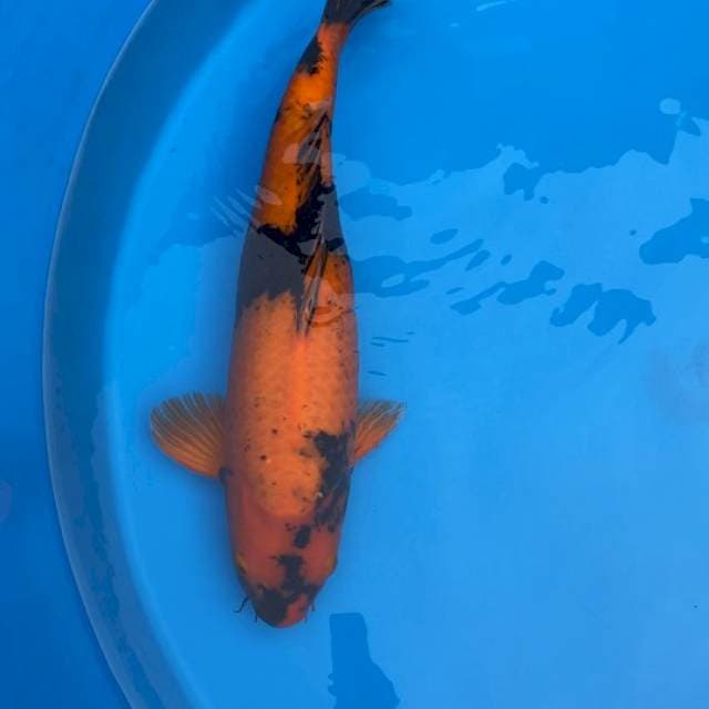 Female, 57 cm, serti shinoda