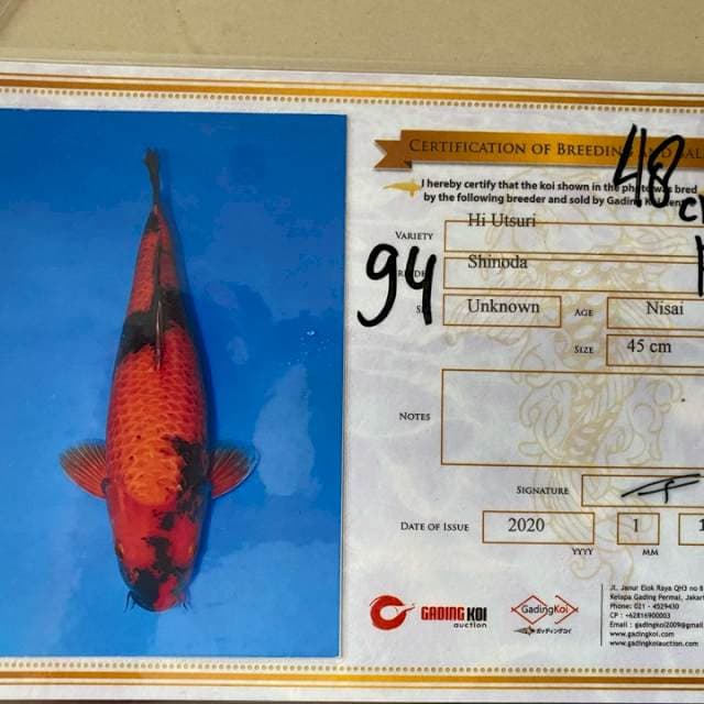 Female, 57 cm, serti shinoda