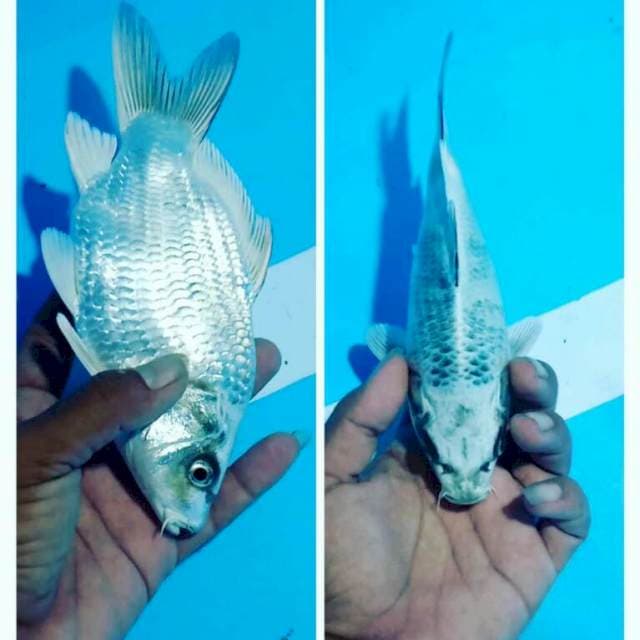 Cebol
