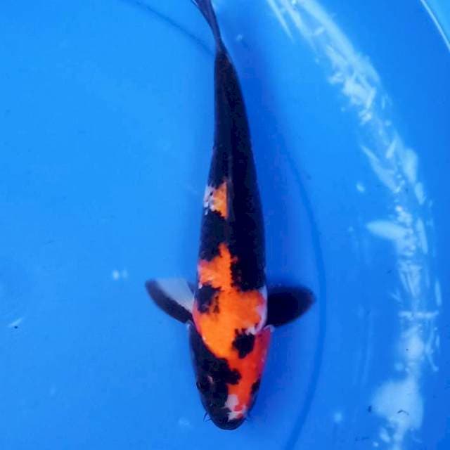 Showa cantik merah 30cm