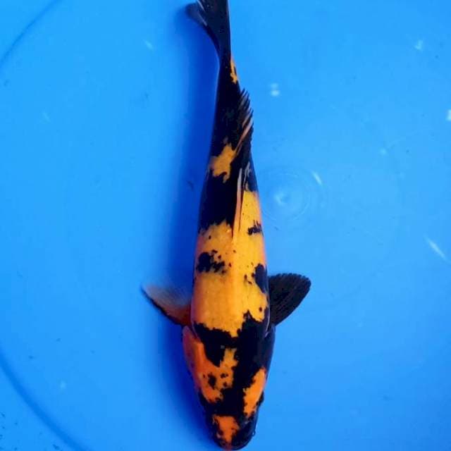Hiutsuri calon bagus 30cm