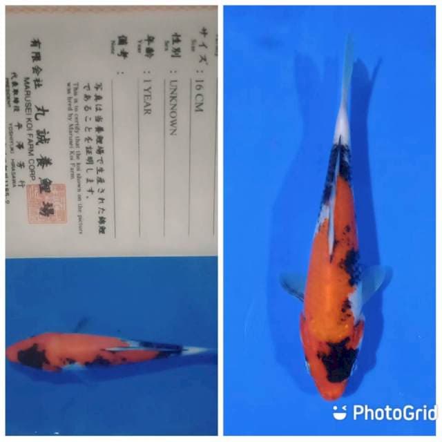 Showa tosai marusei