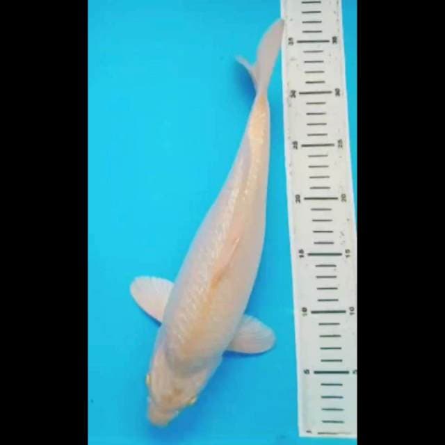 CHAGOI GINRIN KARAMEL SUPER PUNUK 35 Cm