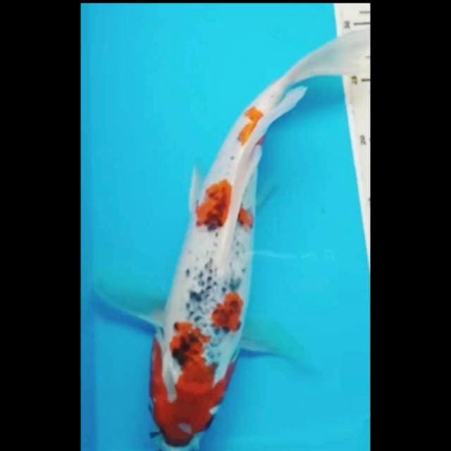 GOSHIKI KUMPAY 35 CM