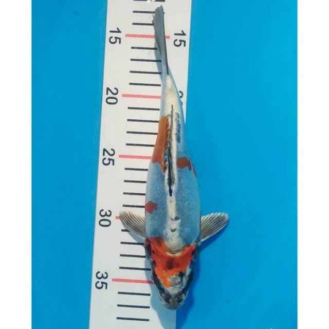 kiko berpunuk 24 cm