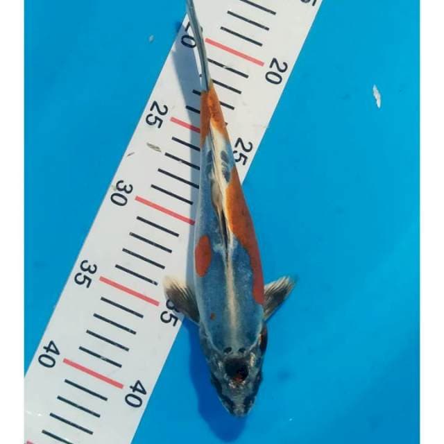 kiko 23 cm