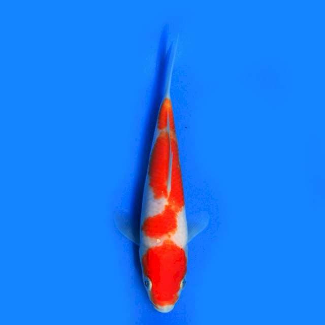 Kohaku