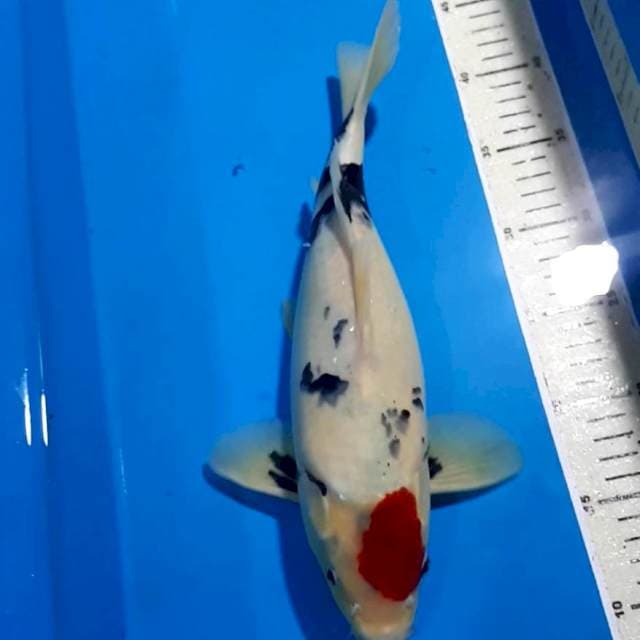 TANCHO 33 CM