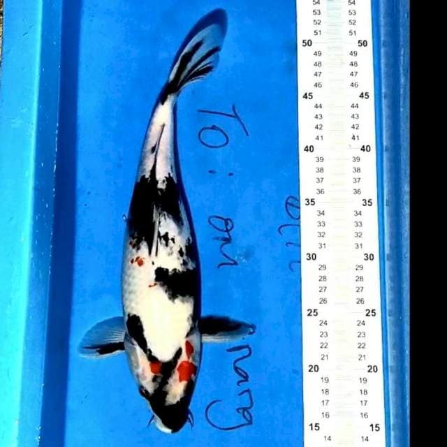 SHOWA 36cm
