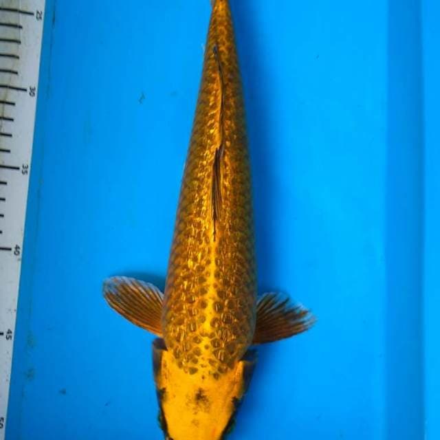 GOLD GINRIN MUKASHI