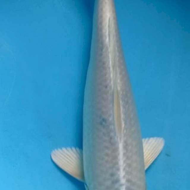 Tancho Kujaku 25cm