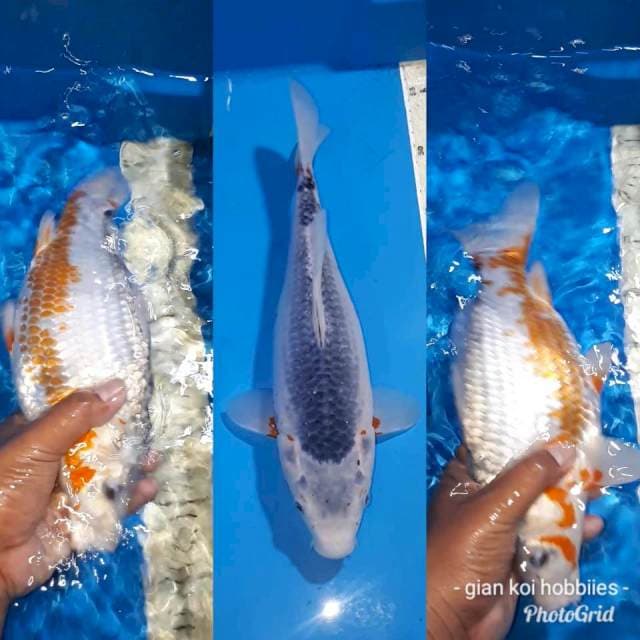 ASHAGI 30 CM