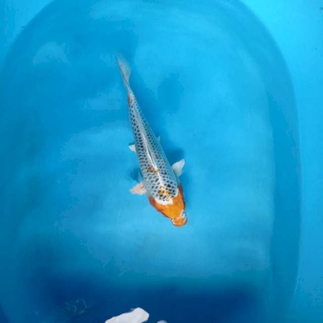 Kujaku 25cm