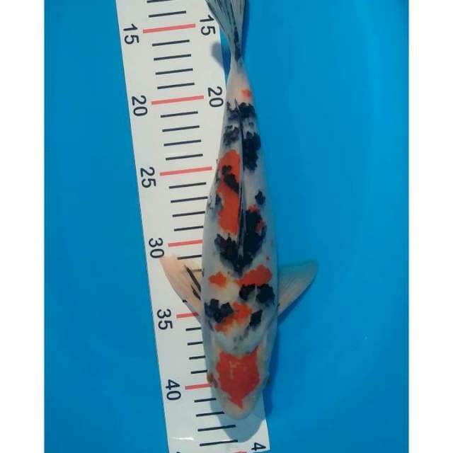 sanke 30 cm