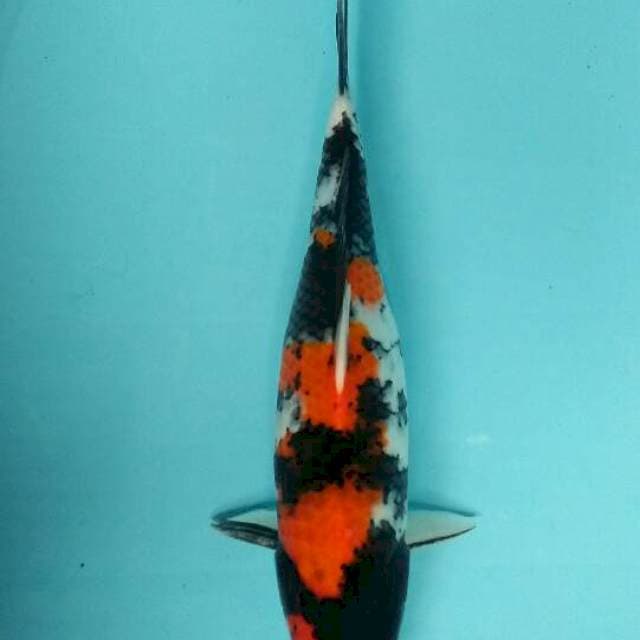 Showa sansoku 18