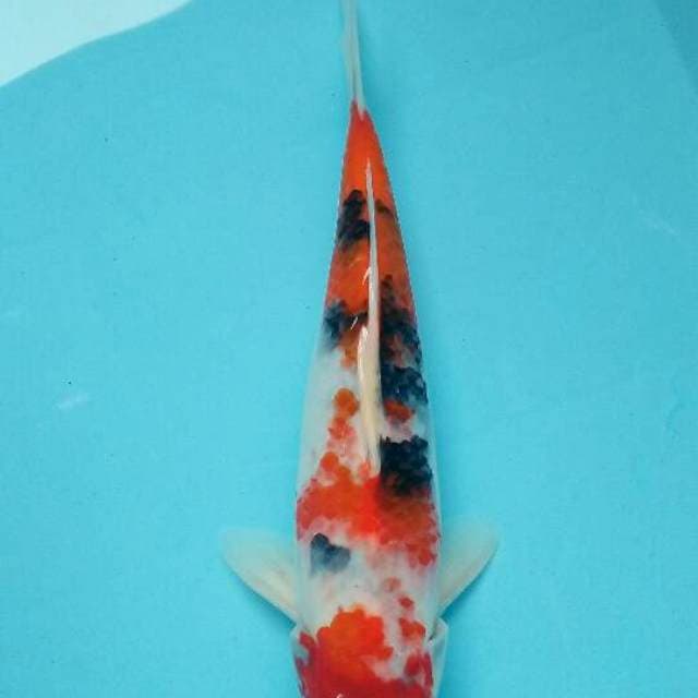 Showa tategoi 20