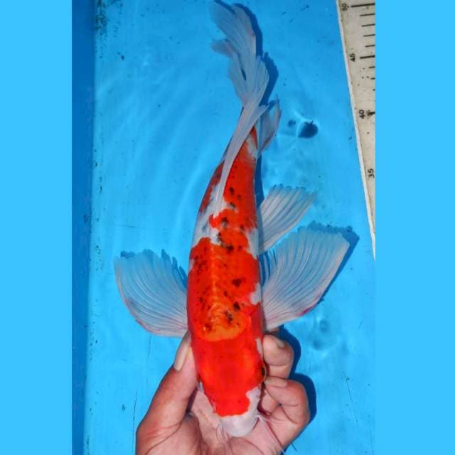 KUMPAY GOSHIKI 34cm