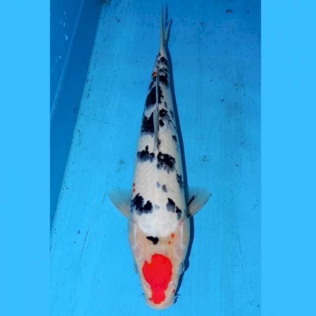 TANCHO SANKE 35cm