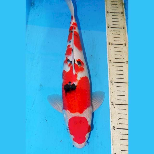 MARUTEN SANKE 36cm