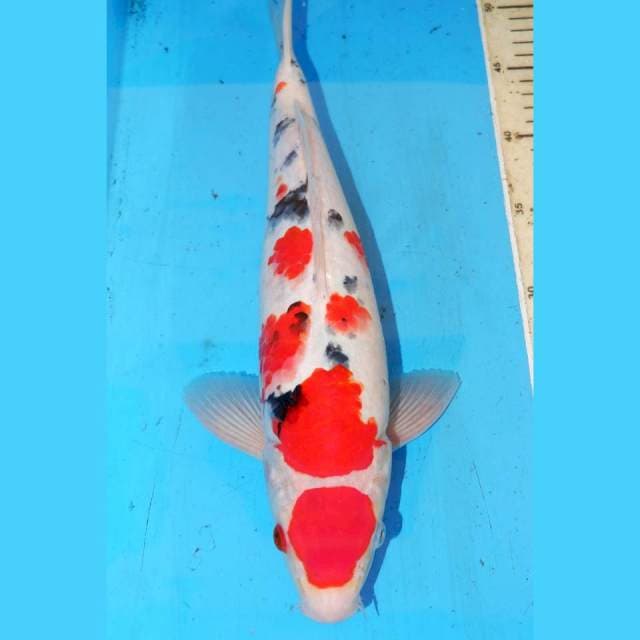 MARUTEN SANKE 36cm