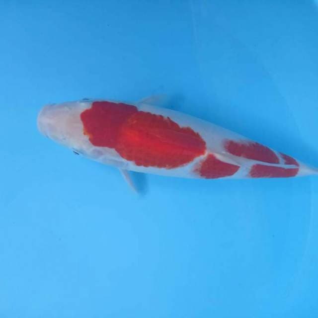 Kuhaku hot