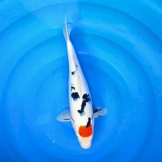 Tancho 39cm