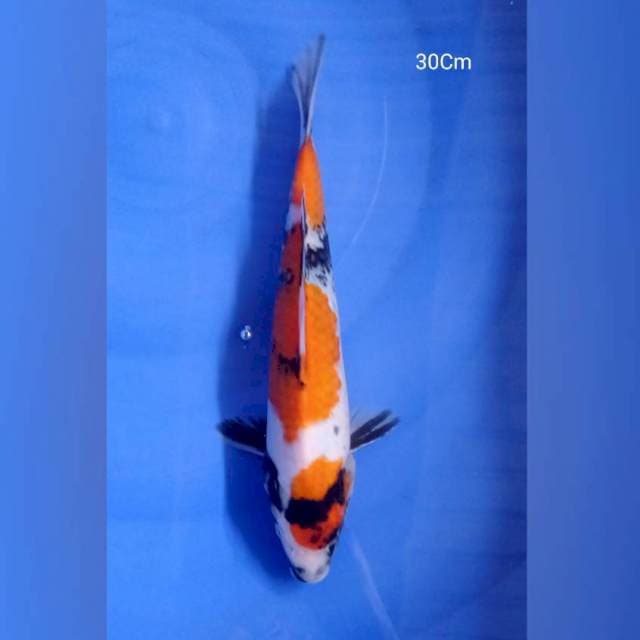 Maruten Showa 30Cm