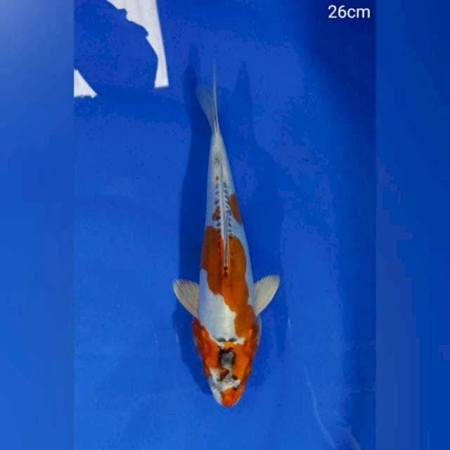 Kikokuryu 26Cm