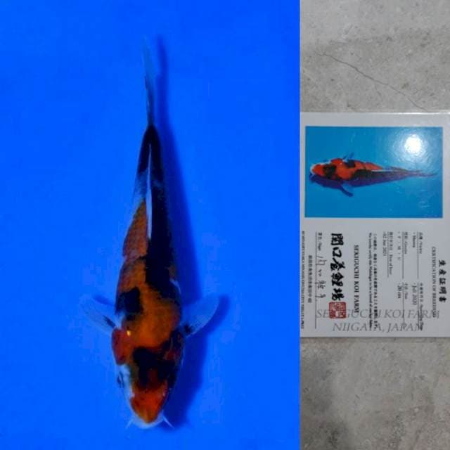 Sekiguchi Showa 20cm Certi