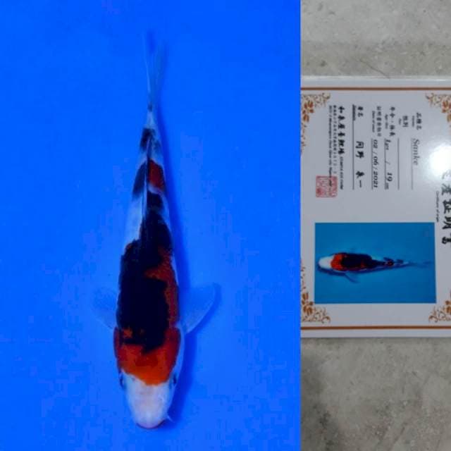 Izumiya Sanke 20cm Certi