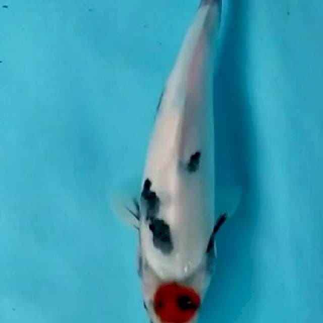 Tancho 35cm