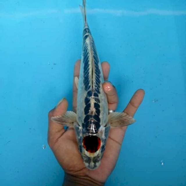 Tancho antik sisik naga